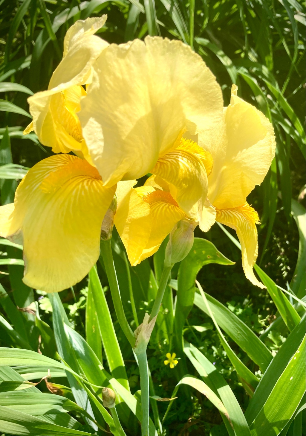 Iris Blooms Abound